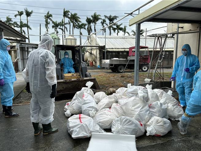 彰化县北斗镇1场种鹅场确诊感染新型H5N1亚型高病原性禽流感病毒，彰化动防所获报到场展开扑杀清场及消毒工作。（彰县府提供／叶静美彰化传真）
