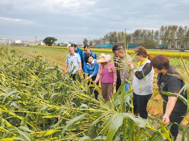 康芮颱風重創雲林縣玉米超過2成受損，雲林縣長張麗善（左四）1日與農糧署及農改場人員會勘，呼籲農業部免去四方會勘直接救助。（周麗蘭攝）