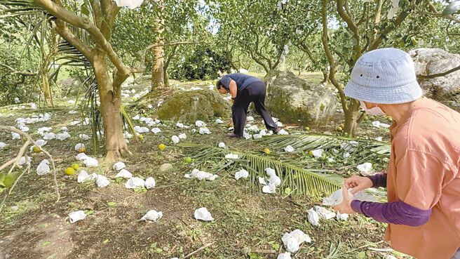 康芮颱風過境，台東縣成功鎮臍橙落果滿地，農民欲哭無淚。（蔡旻妤攝）