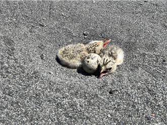 宜兰小燕鸥成功孵化率达8成 创近年復育最高纪录 