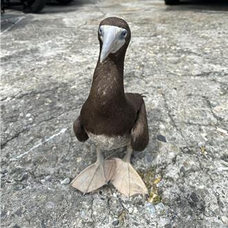 綠島現「戴面具」海鳥！白腹鰹鳥登陸避颱 熱心民眾助野放