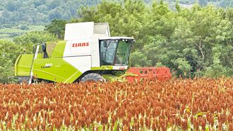 機械收割 高粱大道已成追憶