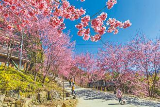 竹县 尖石2号桥遭毁 樱花季恐泡汤