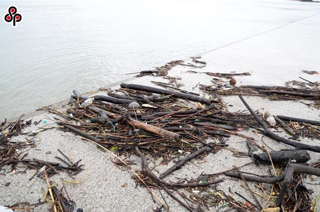 颱風康芮日前襲台，不只路上發生多處路樹倒塌事件，淡水河也飄來不少垃圾及漂流木。（鄧博仁攝）