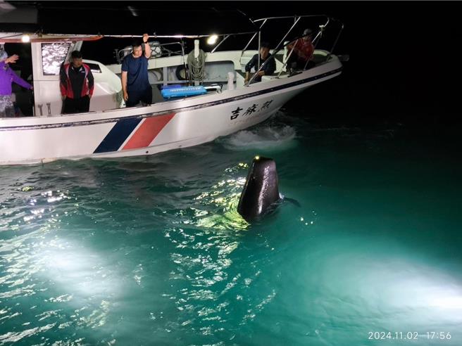 高雄「熊麻吉」娛樂漁船，2日傍晚在高雄蚵仔寮外海約2海浬處發現鯨豚疑似纏網受困，不時直上直下竄出海面上換氣。（熊麻吉娛樂漁船鄭順心提供／許逸民澎湖傳真）
