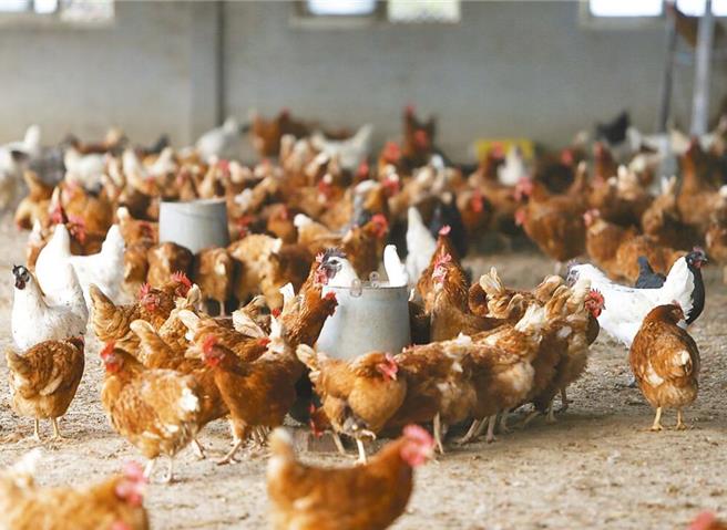 農業部動植物防疫檢疫署3日表示，嘉義縣朴子市1蛋雞場主動通報確診H5N1亞型高病原性禽流感，是今年秋天第1起主動通報的蛋雞場禽流感案例。（示意圖／本報資料照片）