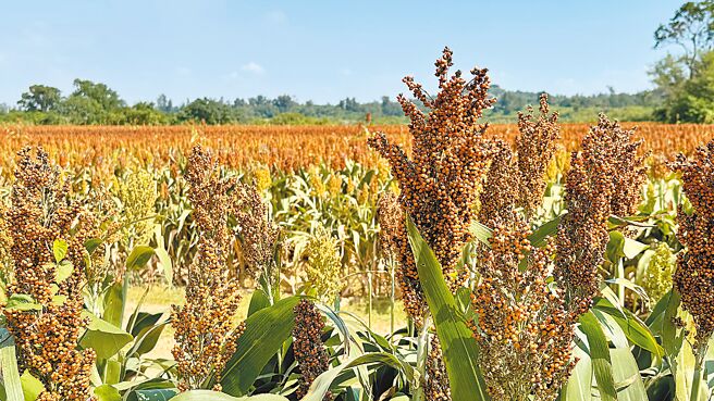 2024年金門地區雨量豐沛，加上無颱風直接侵襲造成農損，田野間到處可見整片火紅的高粱田結穗飽滿、粒粒圓潤，是個豐收年。（于家麒攝）