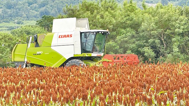 隨著機械化導入農村，金門昔日「路鋪高粱待車壓」的農業型態早已式微，取而代之的是專業的收割機將粒粒飽滿的高粱穗直收入袋，彌補了現今農戶人力不足之窘境。（于家麒攝）