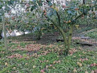 康芮颱風重創台中農業 梨山災情慘重農損估達2億元