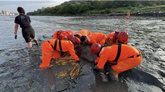保育类鲸豚母子搁浅八里 母鲸脱困野放 幼鲸死亡