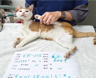 飼主注意！新北犬貓絕育補助最高2千元 11月底截止