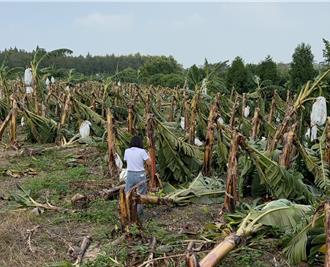 康芮颱风云林农损破3亿 县府吁全品项作物天灾救助
