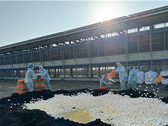 蛋價恐再漲？入秋首例禽流感 嘉義蛋雞場5.8萬隻雞遭撲殺