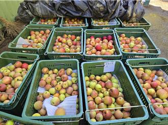 康芮猛襲合歡山區 3成蜜蘋果遭掃落、谷香糯米倒8成