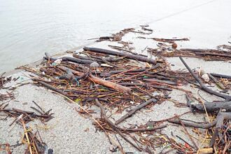 淡水河好脏 大肠杆菌数超标