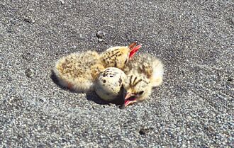 宜兰小燕鸥保育天堂 791巢创近年最高纪录