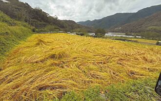 南投 伊娜谷香糯米倒伏7成 合歡山遊樂區7日開園