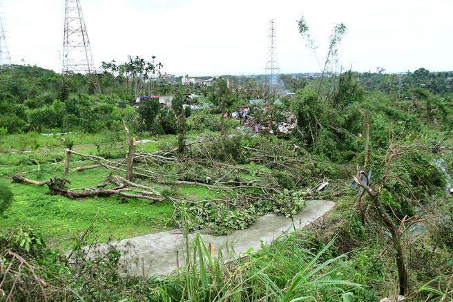 花蓮慈濟精舍樹木傾倒，判斷颱風期間曾有龍捲風經過。（翻攝劉清煌臉書）