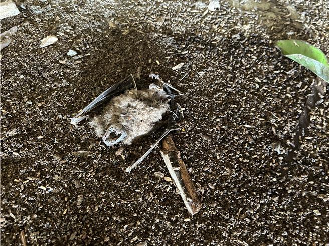 男子粗暴骚扰彰化市四面佛寺600只台湾叶鼻蝙蝠蝙蝠，有蝙蝠因此掉落地上死亡。（王远宪提供／叶静美彰化传真）