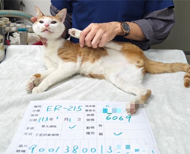 絕育補助術前照片範例。（新北市動保處提供）