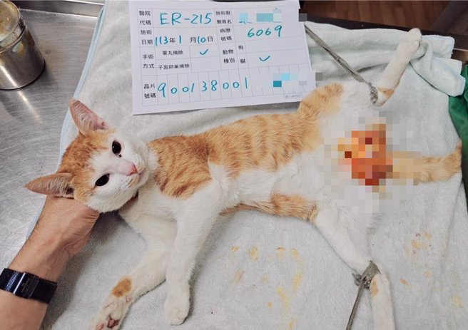 絕育補助術後照片範例。（新北市動保處提供）