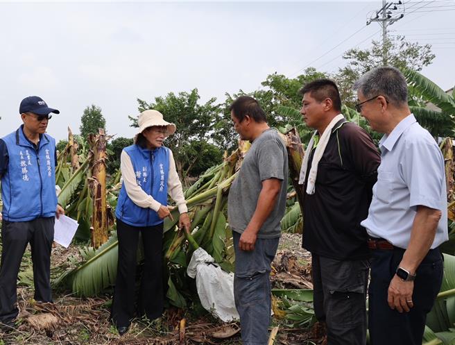 康芮颱風造成雲林縣農作物嚴重毀損，金額達3億2200餘萬元，雲林副縣長謝淑亞（左二）4日持續追蹤林內鄉香蕉、木瓜等農作災情，建議農業部全品項現金救助。（張朝欣攝）