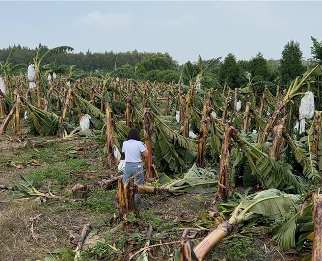 康芮颱風造成雲林縣農作物嚴重毀損，雲林副縣長謝淑亞4日關心林內鄉香蕉、木瓜等農作災情，建議農業部全品項現金救助，以減少農民損失。（張朝欣攝）