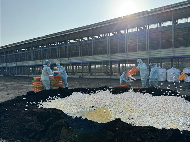 嘉義縣朴子市一處蛋雞場確診H5N1亞型高病原性禽流感，共銷毀該場雞蛋12萬0080顆。（嘉義縣家畜疾病防治所提供／呂妍庭嘉義傳真）