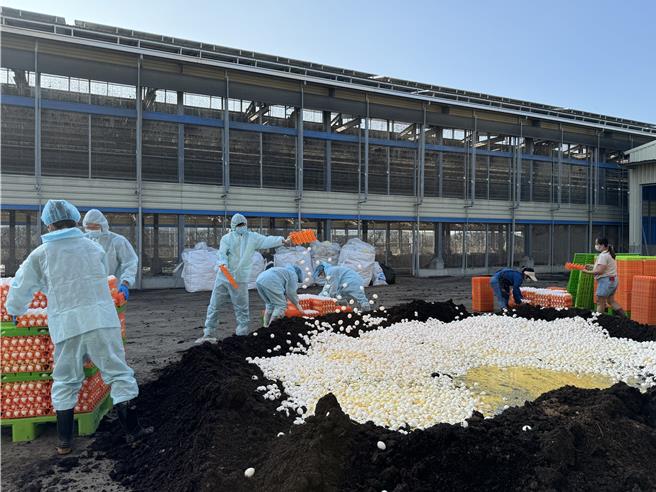 嘉義縣朴子市一處蛋雞場確診H5N1亞型高病原性禽流感，共銷毀該場雞蛋12萬0080顆。（嘉義縣家畜疾病防治所提供／呂妍庭嘉義傳真）