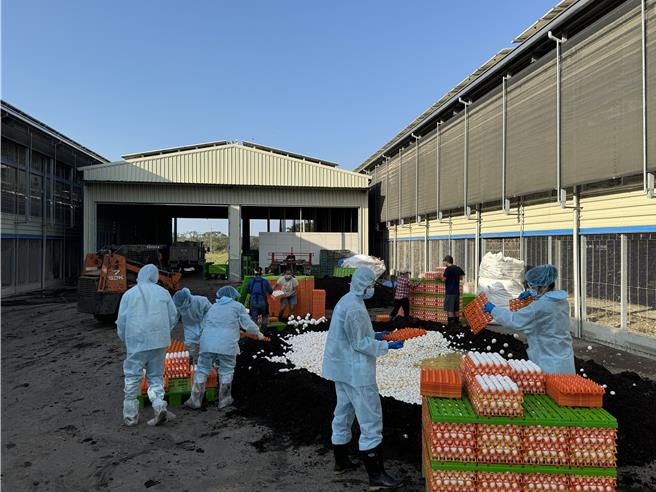 該場雞蛋12萬0080顆，1萬2413台斤全數銷毀。（嘉義縣家畜疾病防治所提供／呂妍庭嘉義傳真）