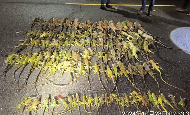 屏東縣今年以來共捕獲2.7萬餘隻綠鬣蜥，近期萬丹、新園地區紅豆、毛豆遭啃食嚴重，縣府10月啟動夜間巡捕。（屏東縣政府提供／羅琦文屏東傳真）