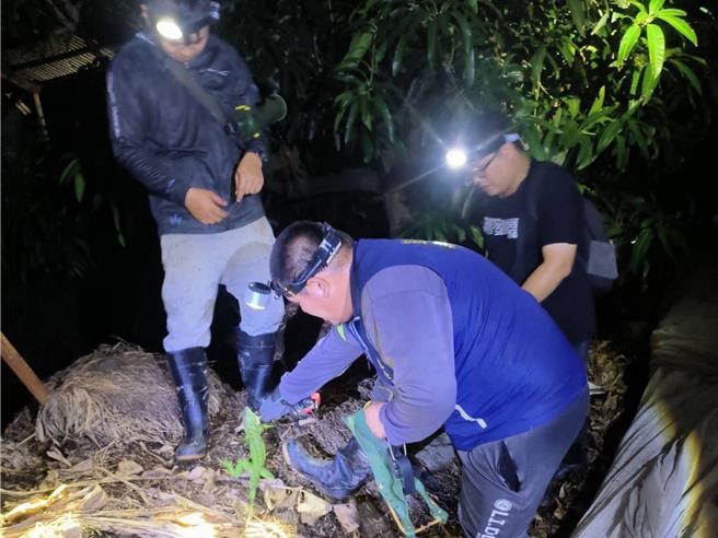 屏東縣綠鬣蜥猖獗，縣府10月啟動夜間巡捕。（屏東縣政府提供／羅琦文屏東傳真）
