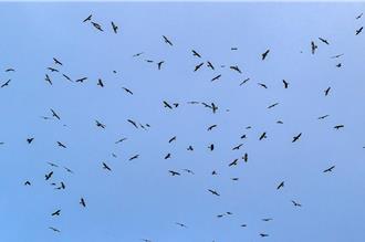 秋季遷徙猛禽調查 赤腹鷹、灰面鵟鷹佔總數99.9％