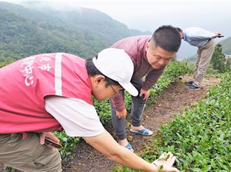 新北茶農損面積逾35公頃 每公頃可獲5.5萬元救助