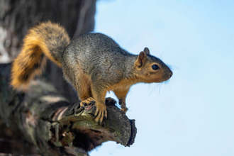 美國網紅松鼠「被政府處死」 飼主崩潰 馬斯克也砲轟