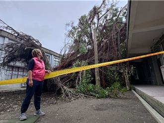 板橋百年老榕樹遭康芮颱風吹倒 議員籲市府搶救