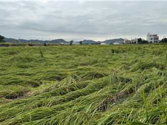 康芮颱风过境稻米倒一片 雾峰农友哀嘆：不知怎么办
