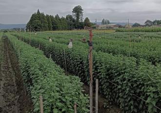 康芮颱风重创彰化花卉 县府将补助花农省电灯泡