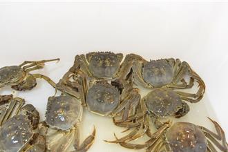 苗縣優質大閘蟹評鑑賽登場 3大指標評比陳石豐脫穎而出