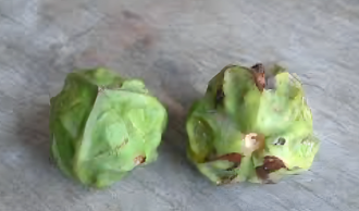 桃園4國小學童誤食油桐花籽中毒 腹瀉嘔吐緊急送醫洗胃