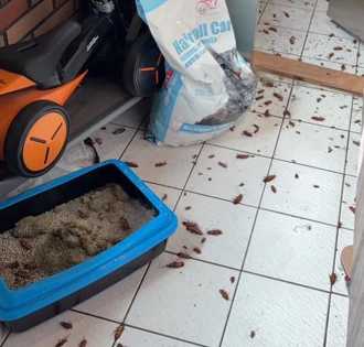 奴才清貓砂「炸出海量蟑螂」！網驚問：是牠的蒐藏品？