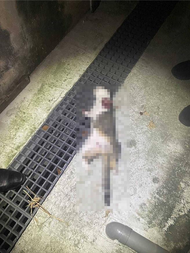 安南区惊见猫咪遭虐杀，警察目前正在全力调阅监视器缉凶。（读者提供／曹婷婷台南传真）