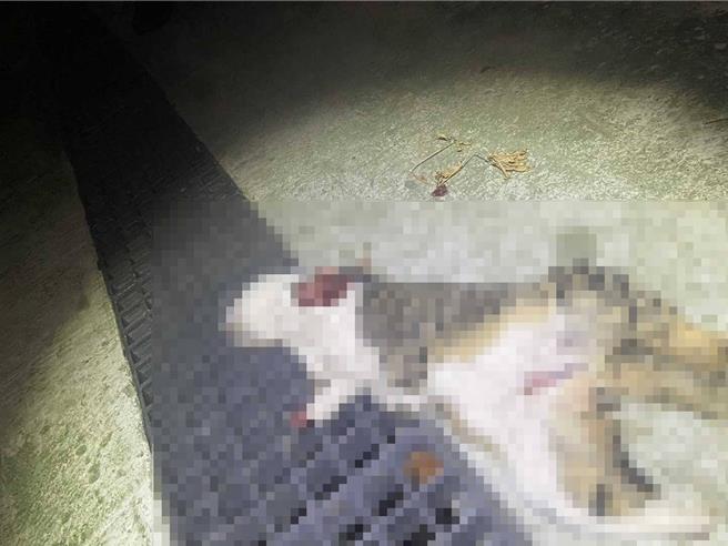 猫咪3肢遭断掌，生殖器也遭阉割。（读者提供／曹婷婷台南传真）