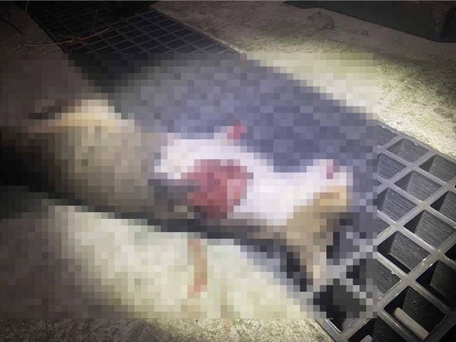 猫咪被虐杀后，弃尸在防火巷。（读者提供／曹婷婷台南传真）