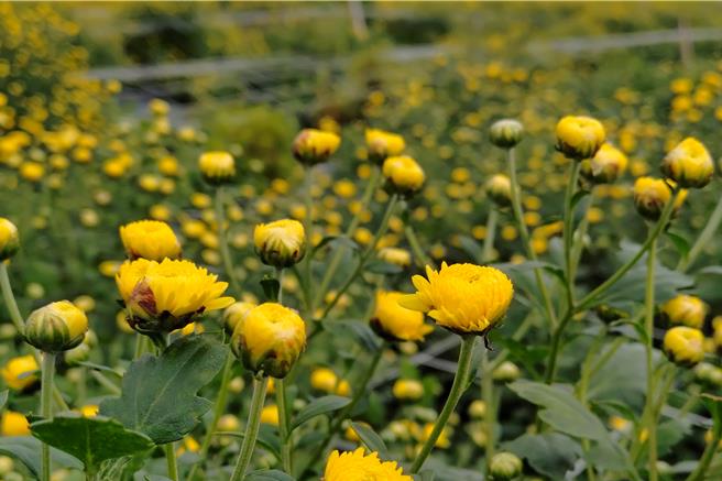 2024年11月5日苗栗縣／苗栗縣銅鑼鄉是杭菊的主要產區。 (呂麗甄攝）