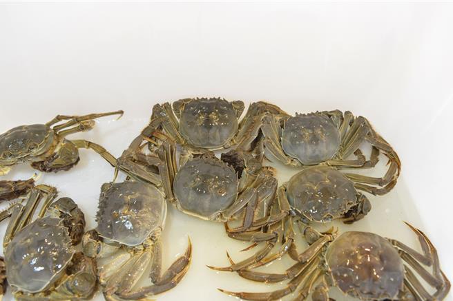 苗栗縣第十四屆優質大閘蟹評鑑競賽暨觀光產業推廣活動5日在苑裡鎮漁香園餐廳舉行，依「膏黃飽滿度」、「外觀」及「口感」三大指標進行評比，讓消費者認識優質大閘蟹。（苗栗縣政府提供／呂麗甄苗栗傳真）