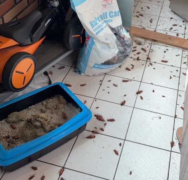 一位民眾在清理家中貓砂時，發現裡面有超多蟑螂，恐怖景象讓他直喊「世界末日」。（翻攝自爆廢公社2館）