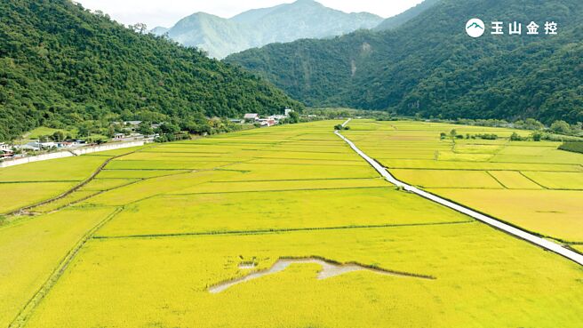 玉山將ESG永續發展融入海內外業務發展、高端客群經營、金融科技及三道防線管理，榮獲「菁業獎」8項大獎；圖為玉山瓦拉米田。圖／玉山金控提供