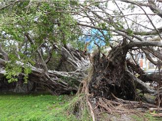 花莲百年榕树「罹癌」不敌康芮倒地 县府急切气根续命