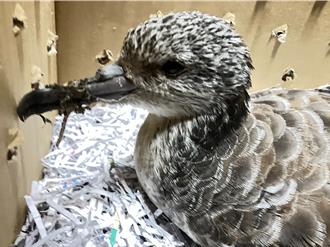 稀有「大水薙」現蹤南投埔里 疑是康芮颱風受災戶